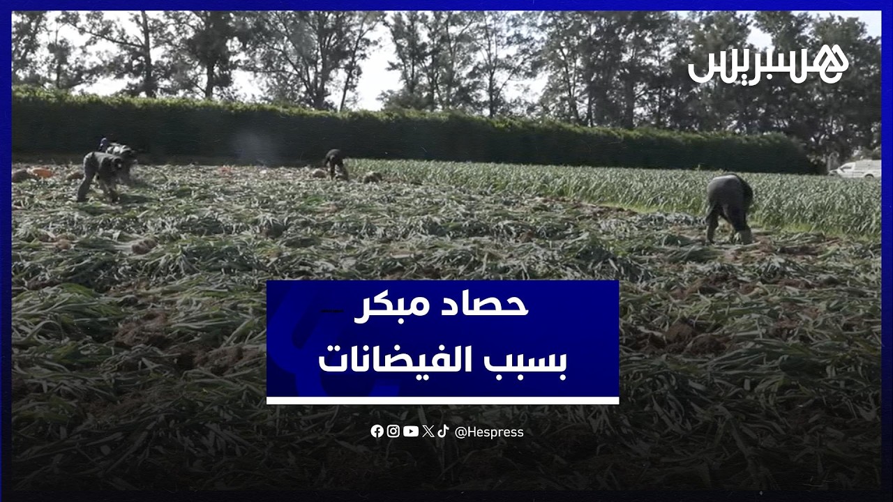 ارتفاع منسوب الفيضانات يرغم فلاحين بسيدي عياش على جني المحاصيل قبل موعدها thumbnail