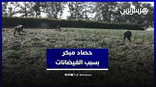 ارتفاع منسوب الفيضانات يرغم فلاحين بسيدي عياش على جني المحاصيل قبل موعدها thumbnail