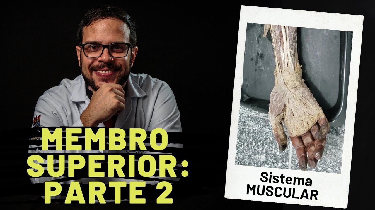 SISTEMA MUSCULAR: MEMBRO SUPERIOR -PARTE 2- ANTEBRAÇO E MÃO - AULA PRÁTICA COM PROF. ANDRÉ OLIVEIRA