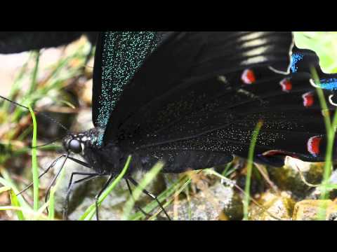 ミヤマカラスアゲハのおしっこ