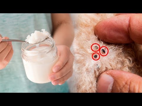 Coconut Oil: The Best Natural Flea Killer for Dogs