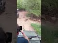 tiger attack dog किसी गेस्ट के आवाज करने से डॉग की गई जान so sad