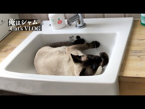 Siamese cats journey - Enjoying hotel stay｜Sleep in the sink