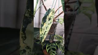 Philodendron billietiae variageted tricolor!!　＃Philodendron  ＃billietiae