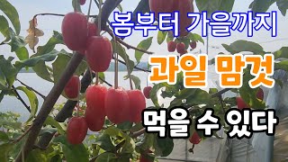 계절별 과일 맘것 먹을 수 있다 이렇게 하면!