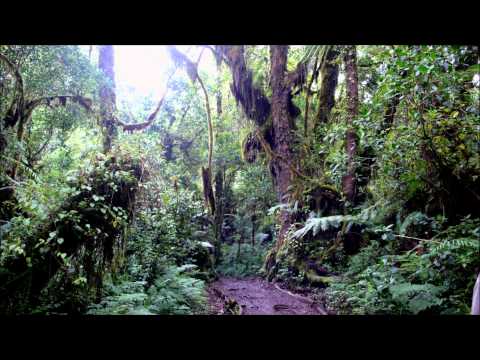 Visual Paradox Vs UltraVoice Vs Twina - Master Of Blaster