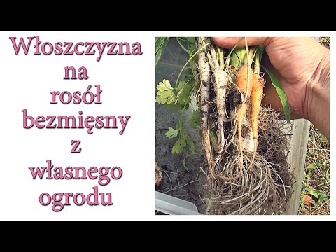 Włoszczyzna młoda z własnego ogrodu - Ogrodowe pierdamony 114