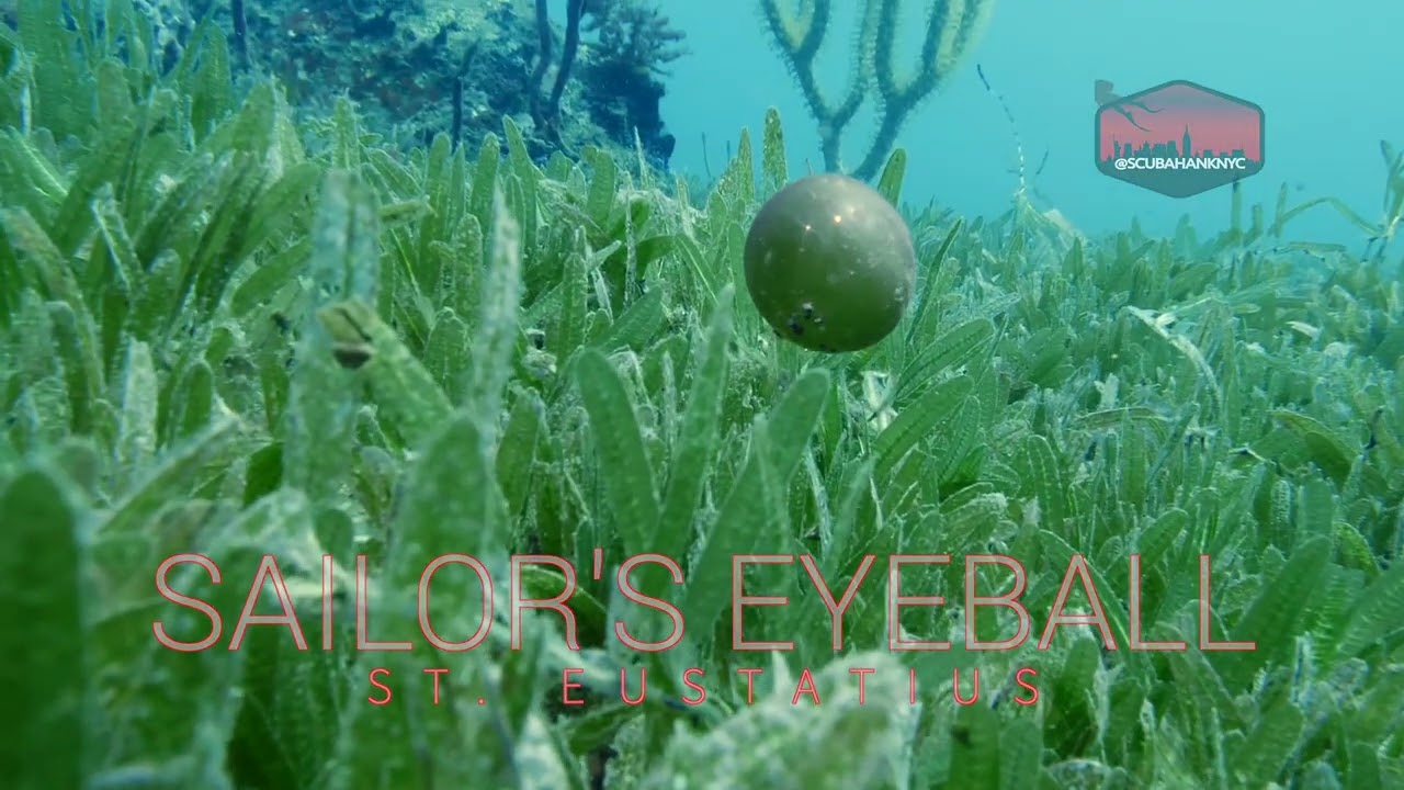 Sailor's Eyeball (Bubble Algae) (Sea Grapes) - Valonia ventricosa
