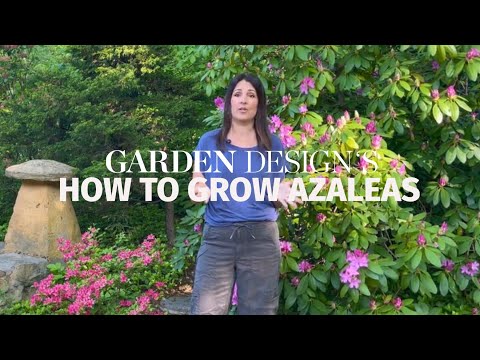 How to Grow Azaleas