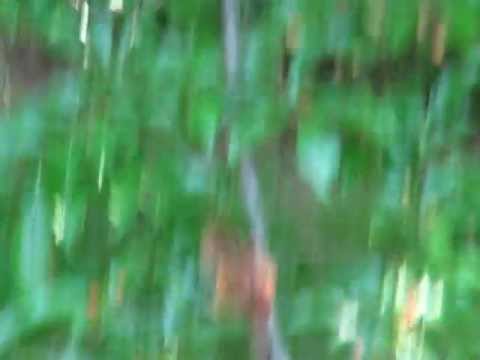 Chipmunk in the Cherry Tree May 30, 2013