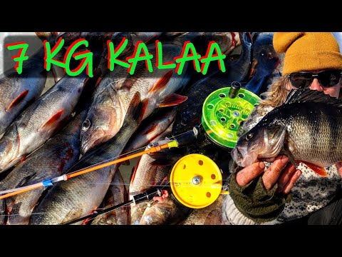 YHDEN REIÄN TAKTIIKALLA 7KG AHVENTA (ISOIN +700GR) - PILKILLÄ KIRKKAISSA VESISSÄ