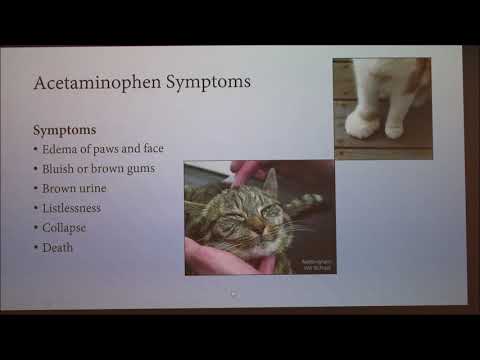Human Medications That Are Toxic To Domestic Cats