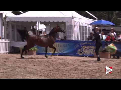 N.111 MAMOUN ALBIDAYER - Menton 2015 - Colts 2 years old (Class 7)