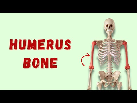 Humerus Bone Anatomy | Osteology of Upper Limb | Doctor Speaks