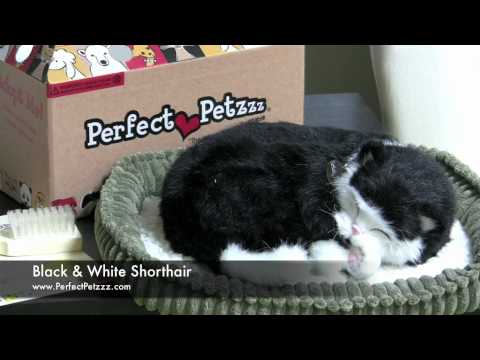 Black and White Domestic Shorthair Cat