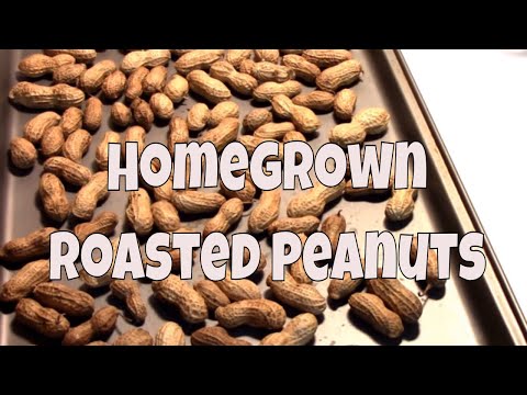 Drying peanuts and roasting them our homegrown roasted peanu...