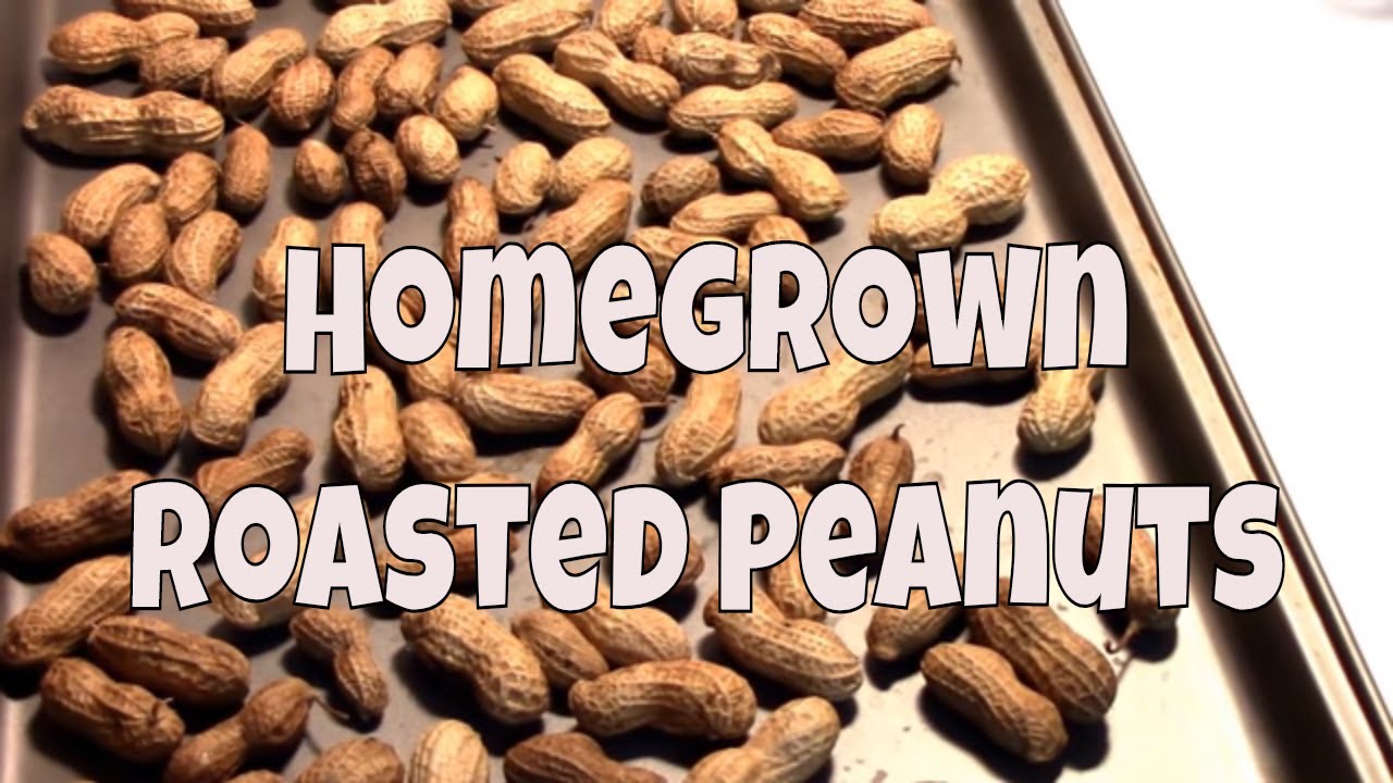 Drying Peanuts and Roasting them. Our Homegrown Roasted Peanuts.