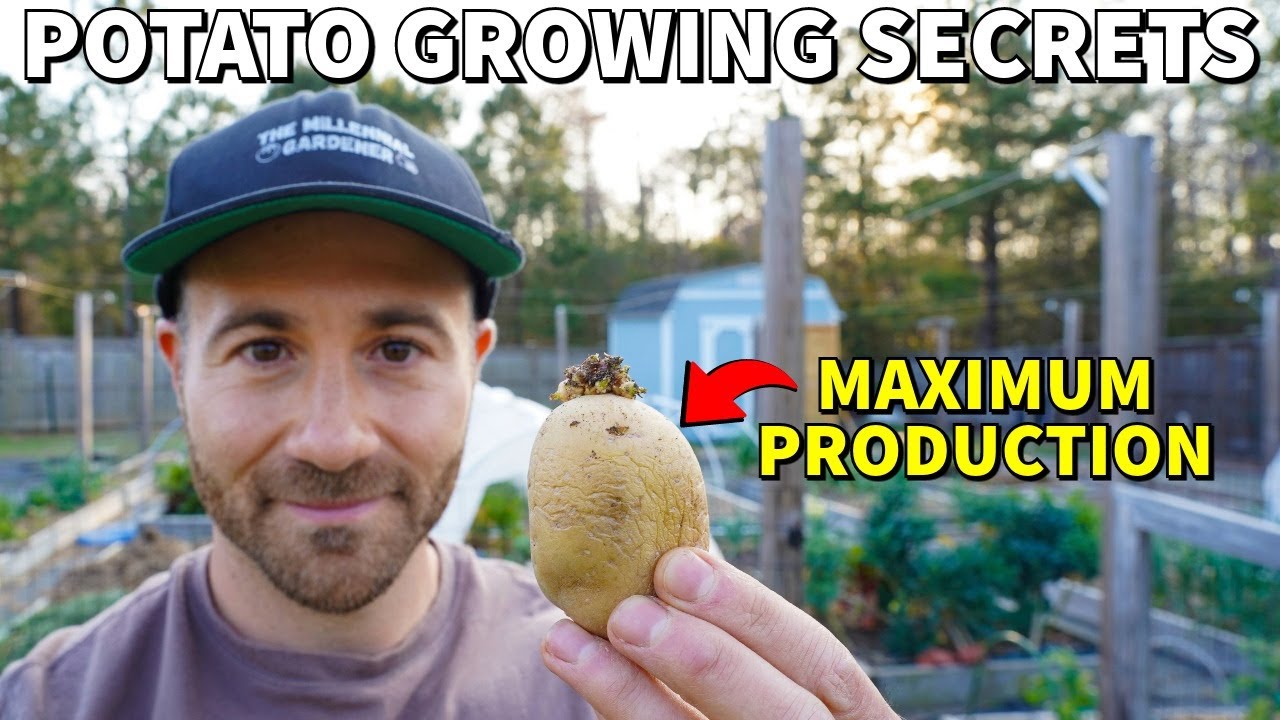 How To Plant Potatoes For MAXIMUM POTATO PRODUCTION!