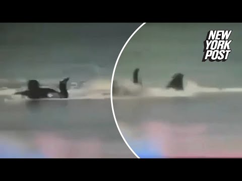 Horrible moment surfer is mauled by great white shark that bit off his leg