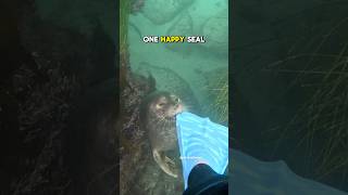 Silly seal bites me #seal