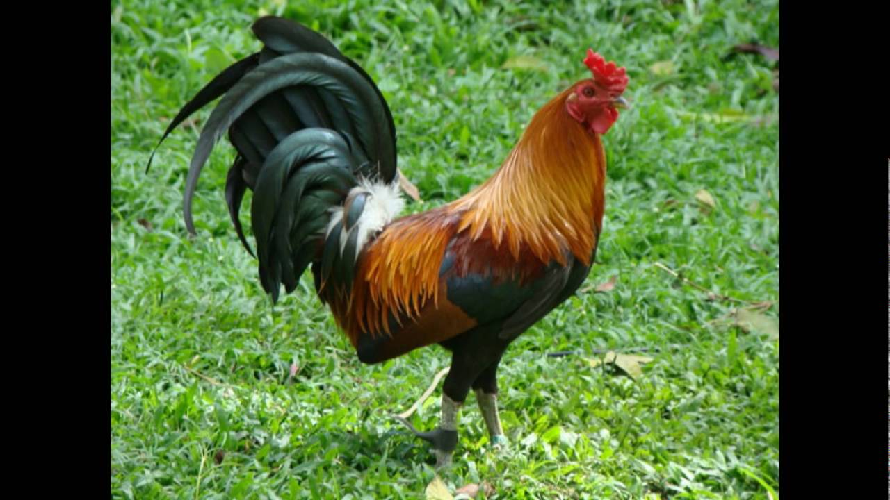 Mclean Hatch Gamefowl