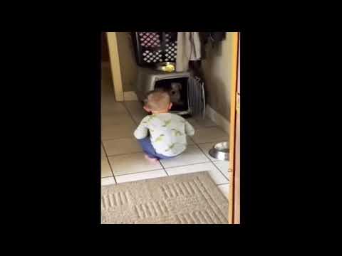 baby yelling at dog don't you ever get on my bed again