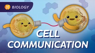 How Do Cells Communicate? (Cell Communication): Crash Course Biology #25