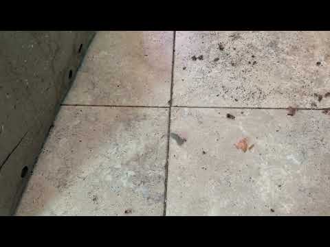 Under the Fridge Motor are a Lot of Cockroaches in Lavallette, NJ