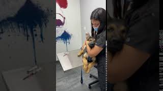 Puppy Vaccines - The Melrose Vet