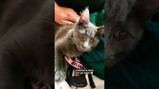 Pretty Lena #trending #cats #cat #catvideos #pets #petlover #cutecat #cute #baby #fyp #kitten #fypシ