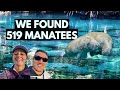 We Saw 519 Manatees In A Blue Spring Blue Spring State Park Florida