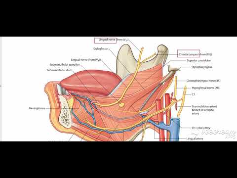Hyoglossus muscle superficial relations
