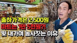 도대체 마늘 시세는 왜 30년 전과 똑같을까?
