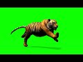 Tiger Runs Green Screen 4k Green Screen Background No Copyright Copyright Free