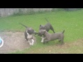 American Bullies Puppies Playing Part 2