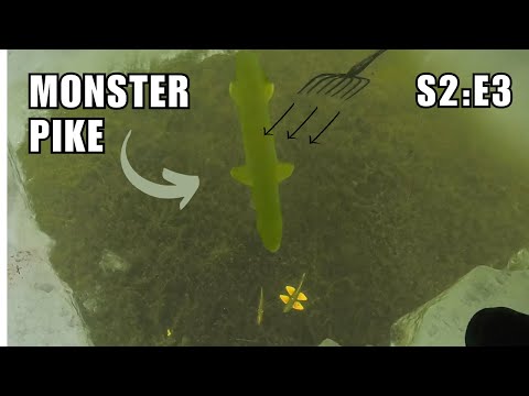 Spearfishing MONSTER Northern Pike Through the ICE! - S2:E3