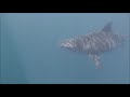 Tiger sharks and Great White Sharks feeding of a Whale in Mooloolaba