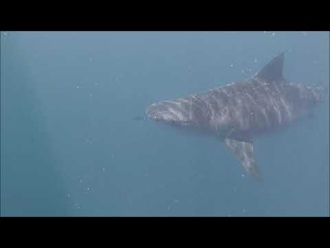 Tiger sharks and Great White Sharks feeding of a Whale in Mooloolaba