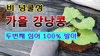 [텃밭농부 1,647]  다시 파종한 가을 강낭콩. 이번엔 100% 발아에 성공.  #강낭콩재배 #가을강낭콩