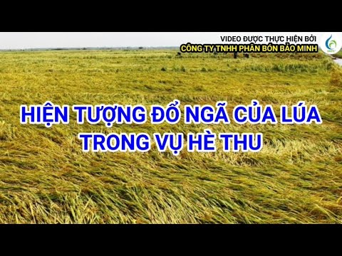 HIỆN TƯỢNG ĐỔ NGÃ CỦA LÚA TRONG VỤ HÈ THU | Bảo Minh FE