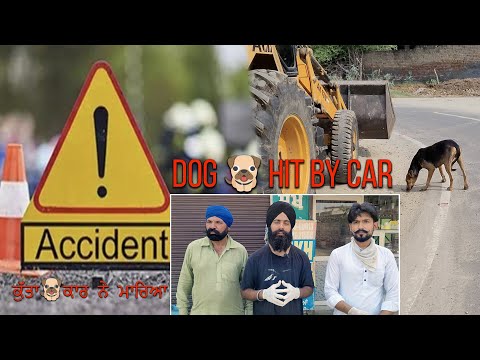 ਕੁੱਤਾ 🐕 ਕਾਰ ਨੇ ਮਾਰਿਆ,Dog Hit By Car