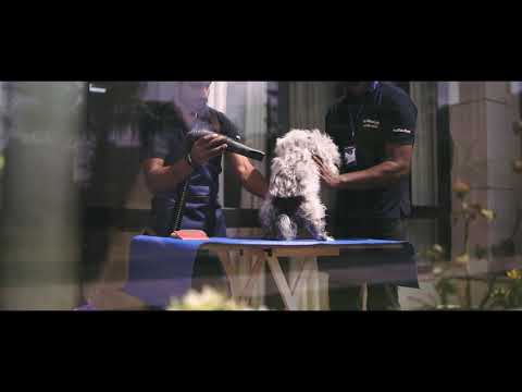 ThePetNest - Pet Care at Home video thumbnail