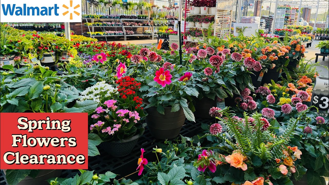 Walmart Garden: Mini Roses, Berries, Vines, Succulent, Peony, Hydrangea, Tropical Flowers, Perennial