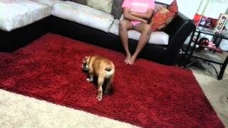 Puppy love funny lil buddy see his self