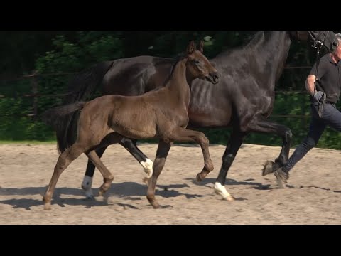 *2021 Stute von Millennium - Devonport *not for sale*