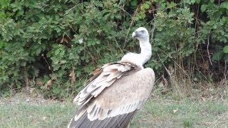 preview picture of video 'Le vautour  -   Le jardin des Oiseaux  - Upie 26120'