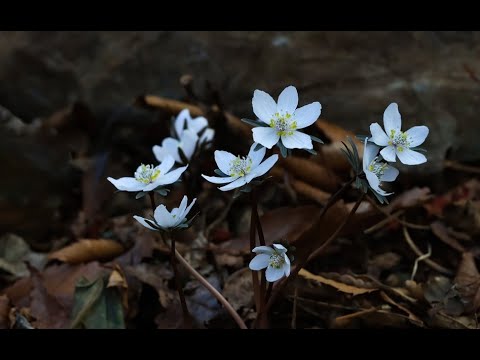 Disaster stops only when you hear the censer of prayer (Numbers 16:41-50)