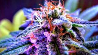 Got My Mind Made Up (Remix - Eminem,D12) [DJ Green Lantern]