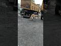 Street dog mating video #shorts #trending #vairl#dog meeting