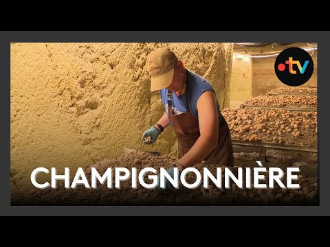 Champignonnière, une entreprise d’insertion redonne espoir et emploi à Châtelleraudais